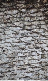 Photo Texture of Tree Bark 0002